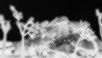 inverted plants